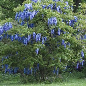 Blauregen (Glyzinie)